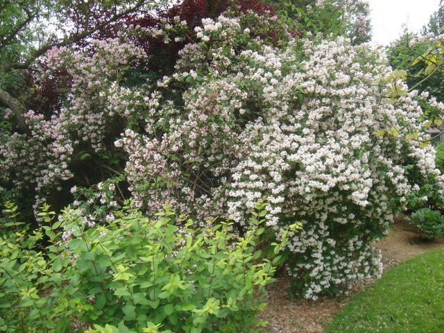 Kolkwitzia amabilis P1B (2)